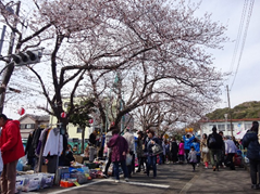 第19回北久里浜桜まつり