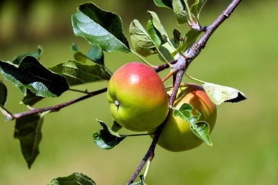 Reife Äpfel am Baum
