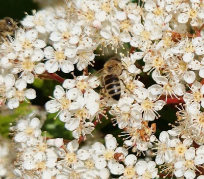 Honigbiene in Weißdorn LandFrauen Tangstedt
