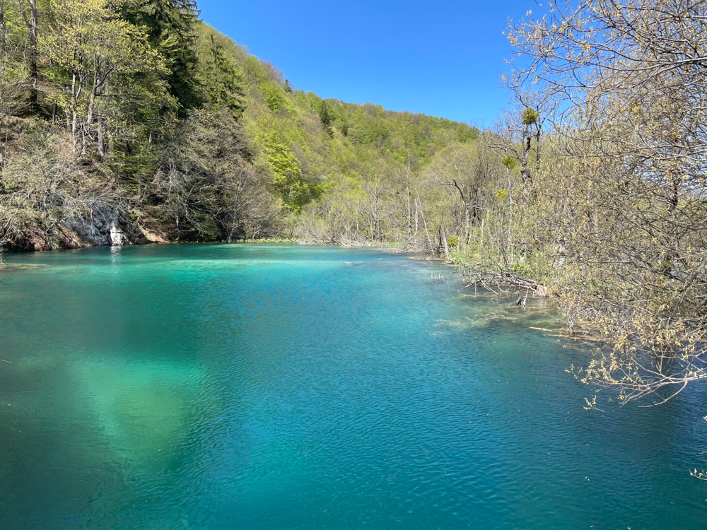 Des couleurs changeantes, du vert au bleu turquoise 