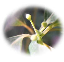 アオモジの花芽(拡大)