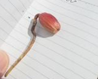 アラカシ(ドングリ)発芽