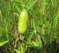カキツバタ(実)