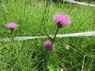 ノハラアザミ:総苞は鐘形で開出する。