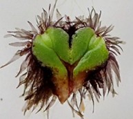 イチョウウキゴケ