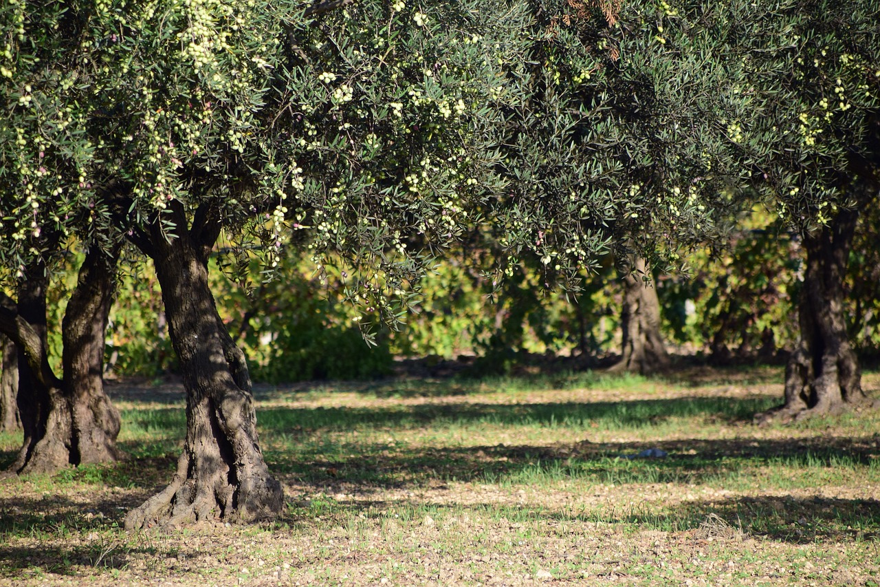 Kleinbäuerliche Olivenkultur