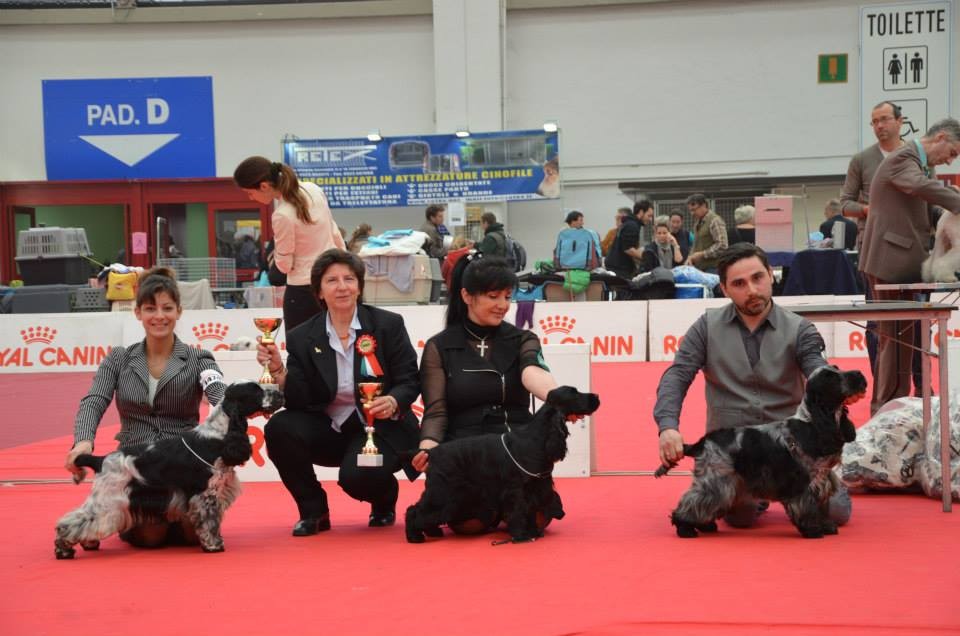 Reggio Emilia: BOB & BOS e miglior giovane Cocker Spaniel Inglese