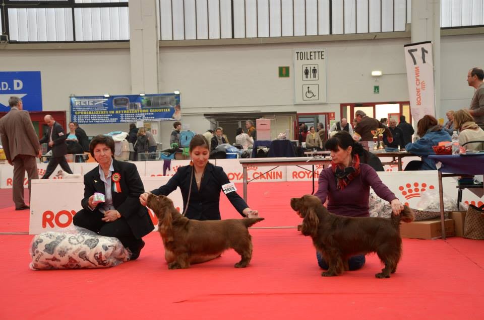 Reggio Emilia: BOB & BOS Sussex Spaniel