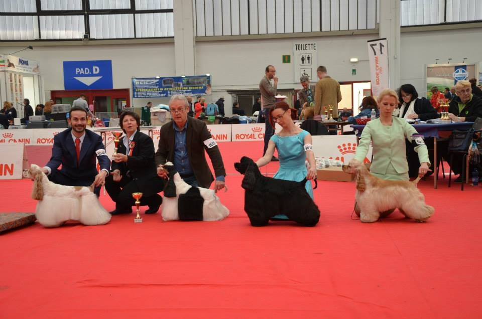 Reggio Emilia: BOB & BOS e miglior giovane Cocker Americano