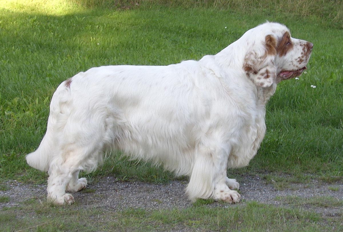 Clumber Spaniel - Club Italiano Spaniel, image size:1200x814