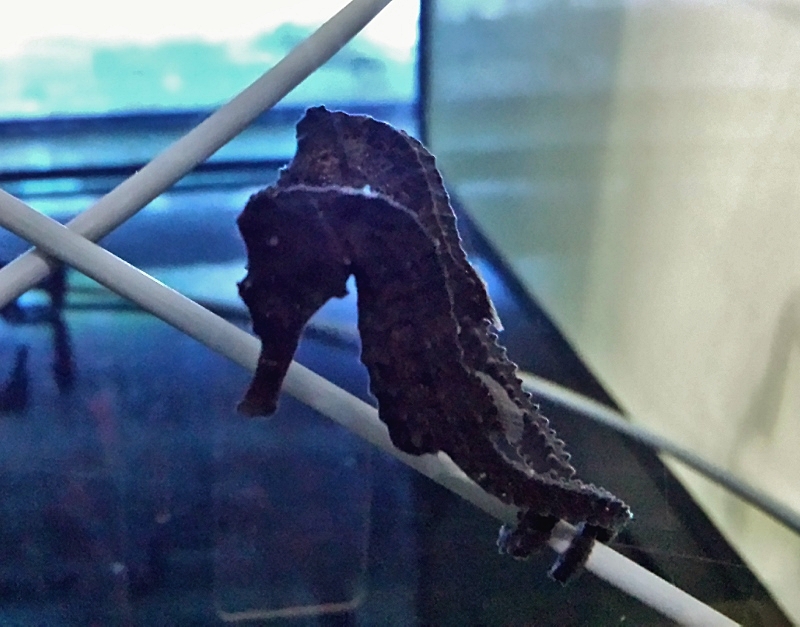 Seepferdchen- und Nadeln - Zoo-Denger