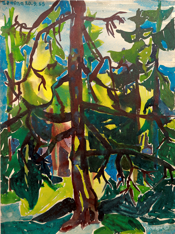 Forest impression in the Allgäu, 1953