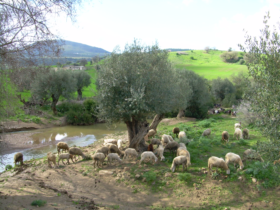 Flock of sheep in the Sybouse valley near Guelma, 2011
