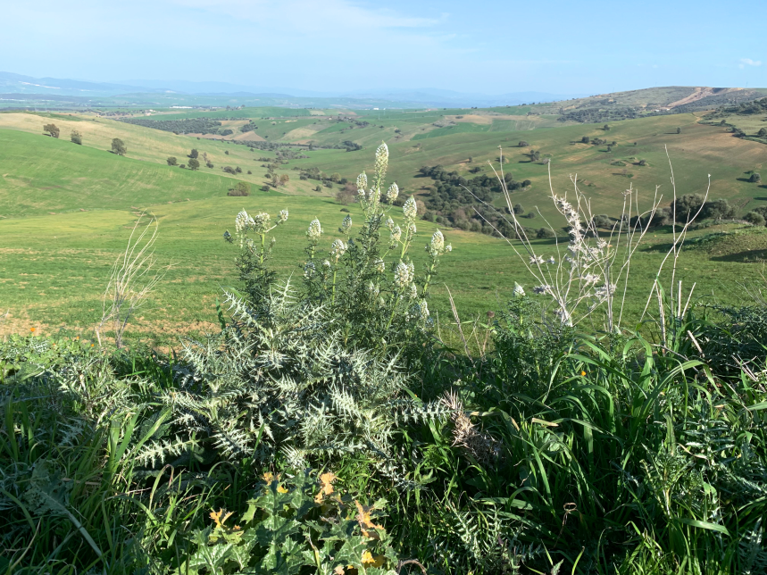 At the bottom of the Mahouna massif