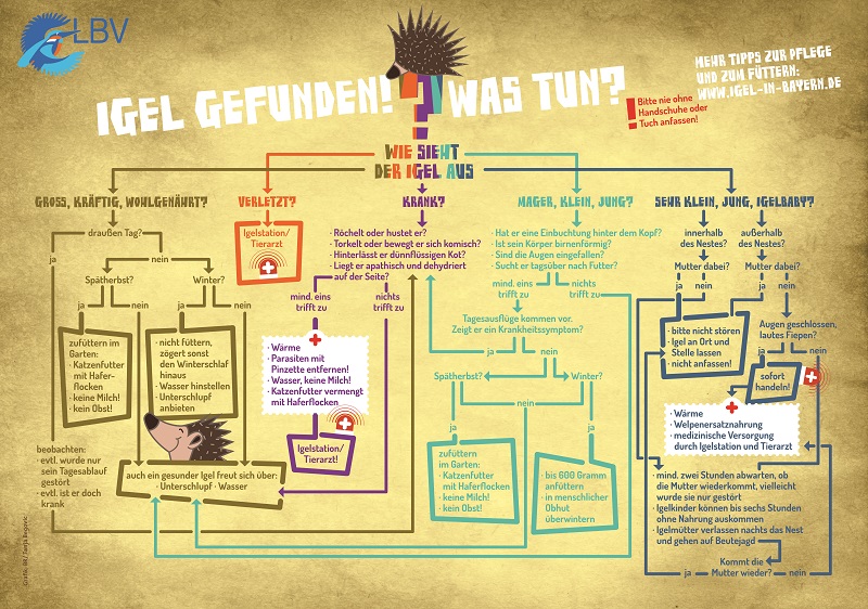 Igel Gefunden Was tun Grafik Anleitung Verletzt Klein Blind Schwach Füttern Jung Mager 