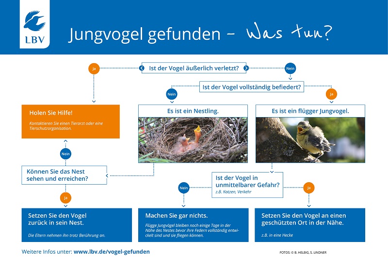 Jungvogel gefunden Grafik Anleitung Was tun Hilfe Verletzt Nestling LBV Vogel Unbefiedert