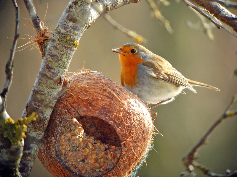 Rotkehlchen Fütterung Futterstelle Winter Vögel Vogel Füttern