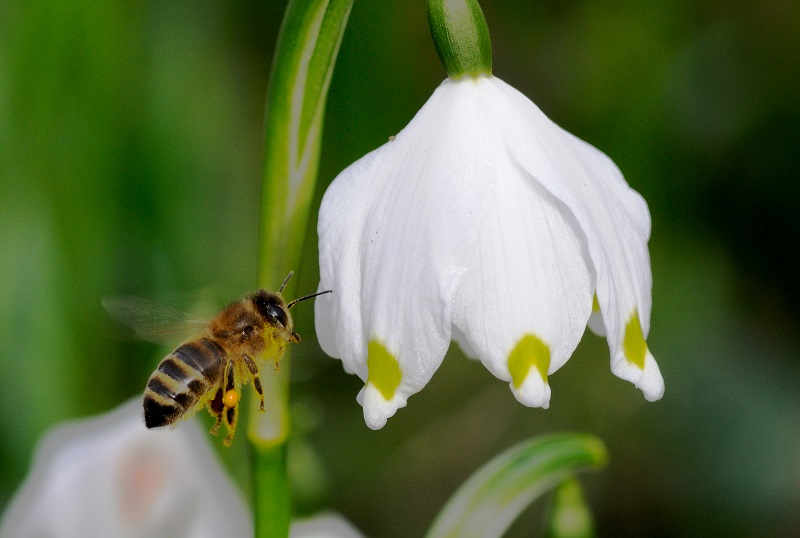 Biene Artensterben Volksbegehren Rettet die Bienen Artenvielfalt Naturschönheit Bayern Aktionskreis LBV Inn-Salzach 
