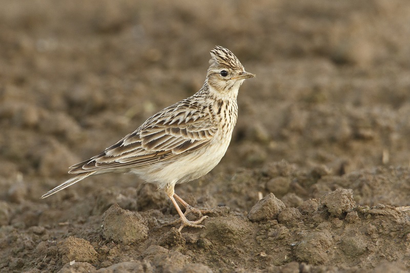 Feldlerche Vogel des Jahres 2019 LBV 