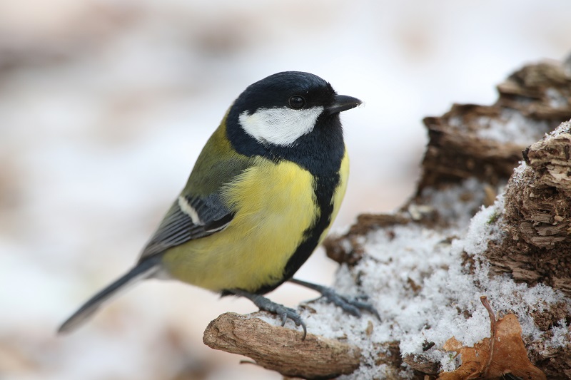 Das gibt es zu gewinnen bei der Stunde der Wintervögel 2023 - LBV -  Gemeinsam Bayerns Natur schützen