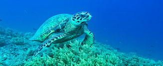 Turtles in the sea of Gili Islands