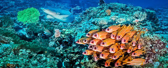 fish and sharks gather gili trawangan