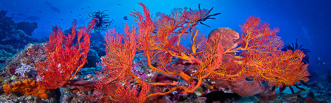 Corals and other biodiversities in the sea of Gili Trawangan