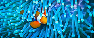 fish and micro faune in the sea of gili trawangan