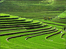 Bali rice terraces
