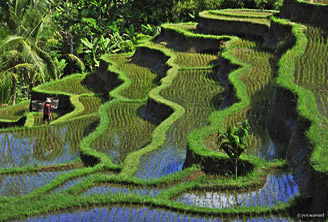 Bali : a special enclave in Indonesia