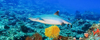 Sharks in the sea of Gili Islands