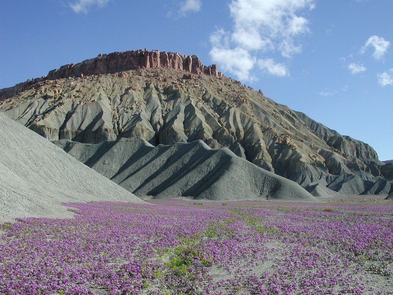 Bentonite clay hills in spring bloom near Caineville