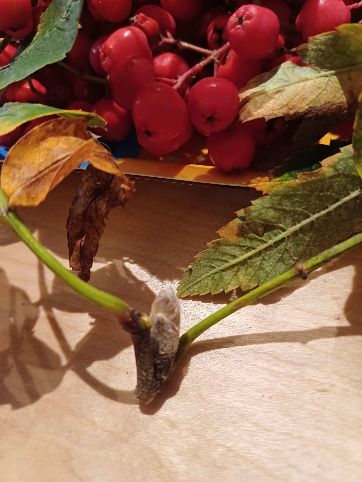 Die Vogelbeere im September