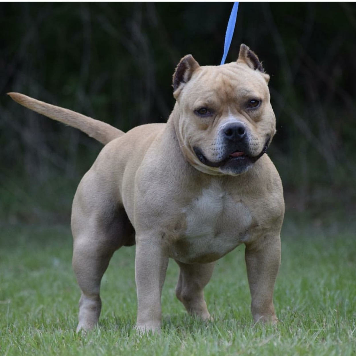 bully breeds bullyperformance bully breeds bullyperformance