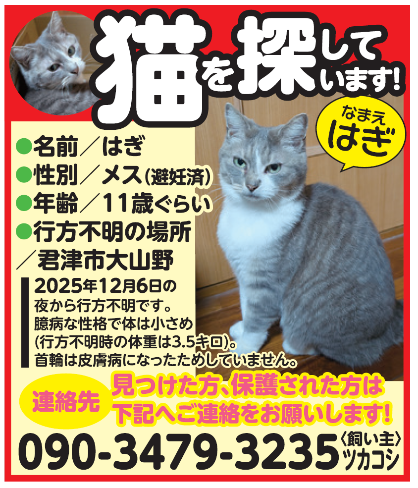 迷子の猫を探しています！