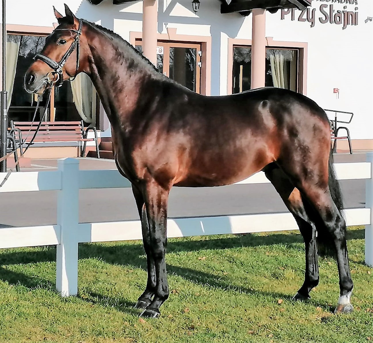 Hengste Reiterhof Briesen Homepage