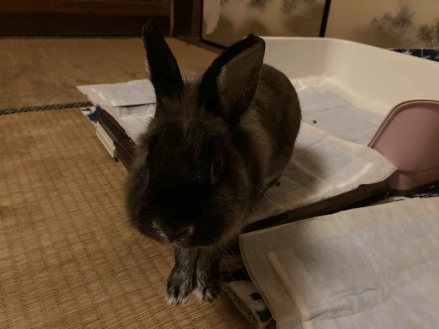 動物病院に行く