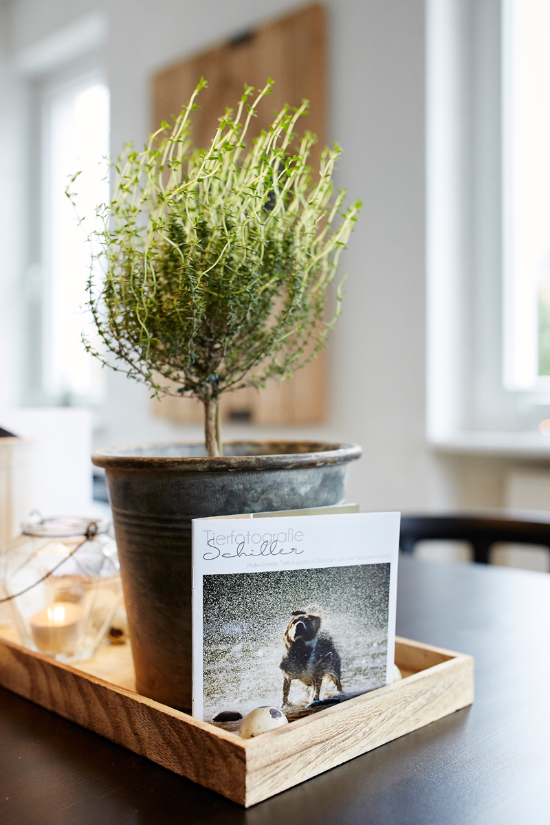 Tierfotograf Hundefotograf Pferdefotograf Fotostudio Lörrach Rheinfelden Freiburg Bad Säckingen Laufenburg Weil am Rhein Basel Bern Zürich