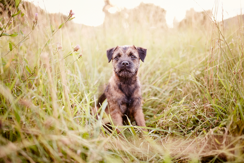 Tierfotograf Hundefotograf Pferdefotograf Lörrach Basel Rheinfelden Freiburg Bern Zürich Bad Säckingen