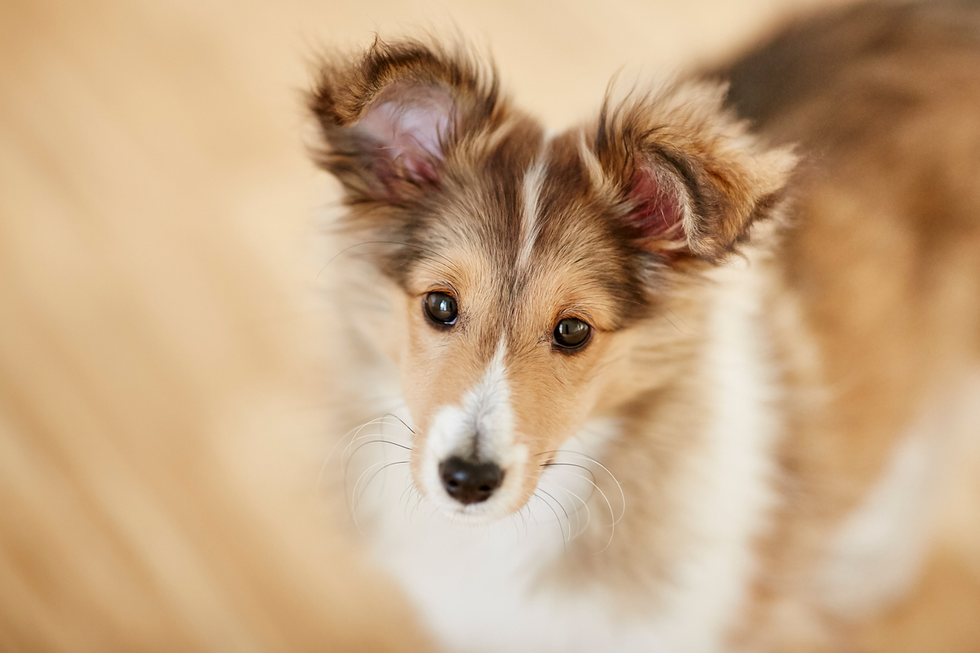 Tierfotograf Hundefotograf Pferdefotograf Lörrach Basel Rheinfelden Freiburg Bern Zürich Bad Säckingen
