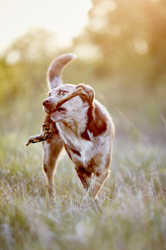 Tierfotograf Hundefotograf Pferdefotograf Fotostudio Lörrach Rheinfelden Freiburg Bad Säckingen Laufenburg Weil am Rhein Basel Bern Zürich