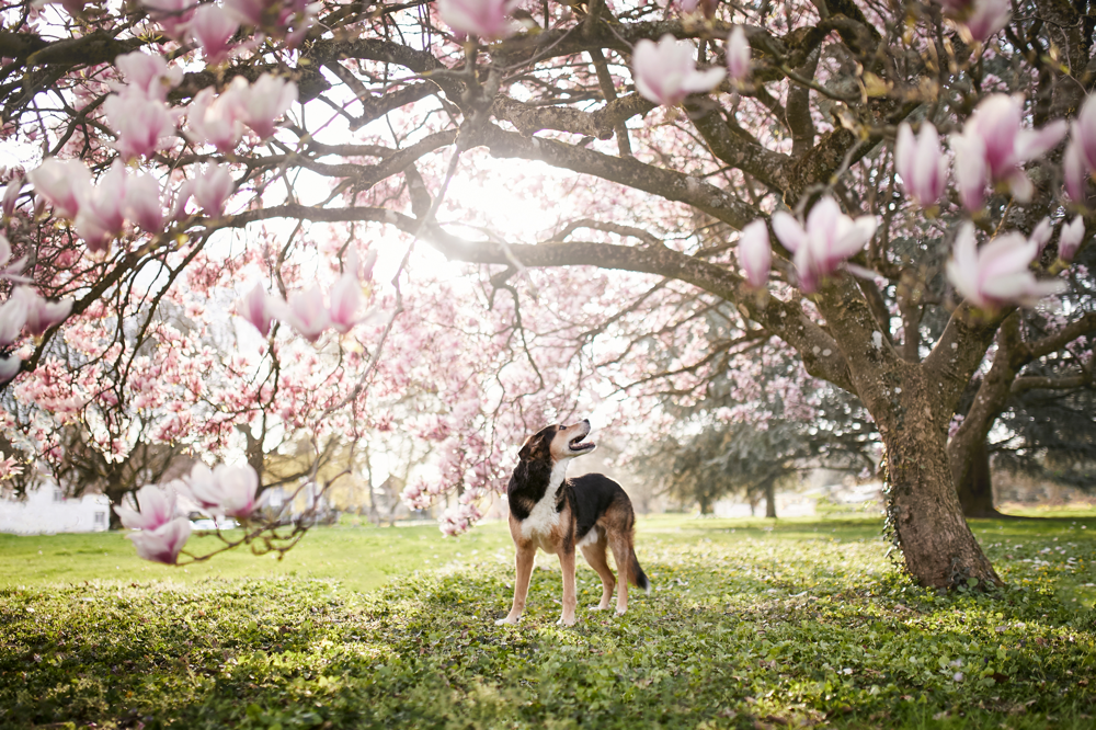 Magnolienblüte (Shootingaktion) - Hundefotograf Rheinfelden