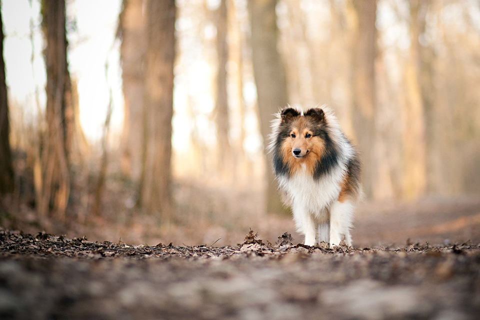 Tierfotograf Hundefotograf Pferdefotograf Lörrach Basel Rheinfelden Freiburg Bern Zürich Bad Säckingen Sheltie Malia