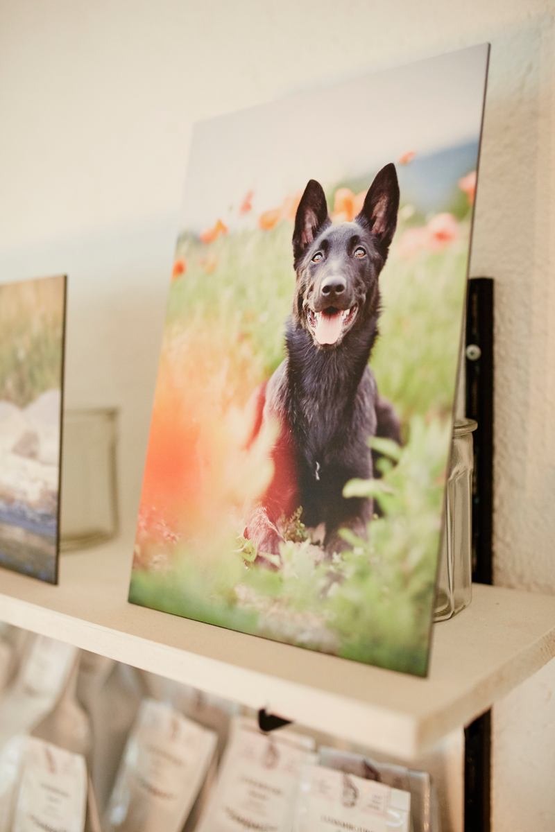 Tierfotograf Hundefotograf Pferdefotograf Fotostudio Lörrach Rheinfelden Freiburg Bad Säckingen Laufenburg Weil am Rhein Basel Bern Zürich