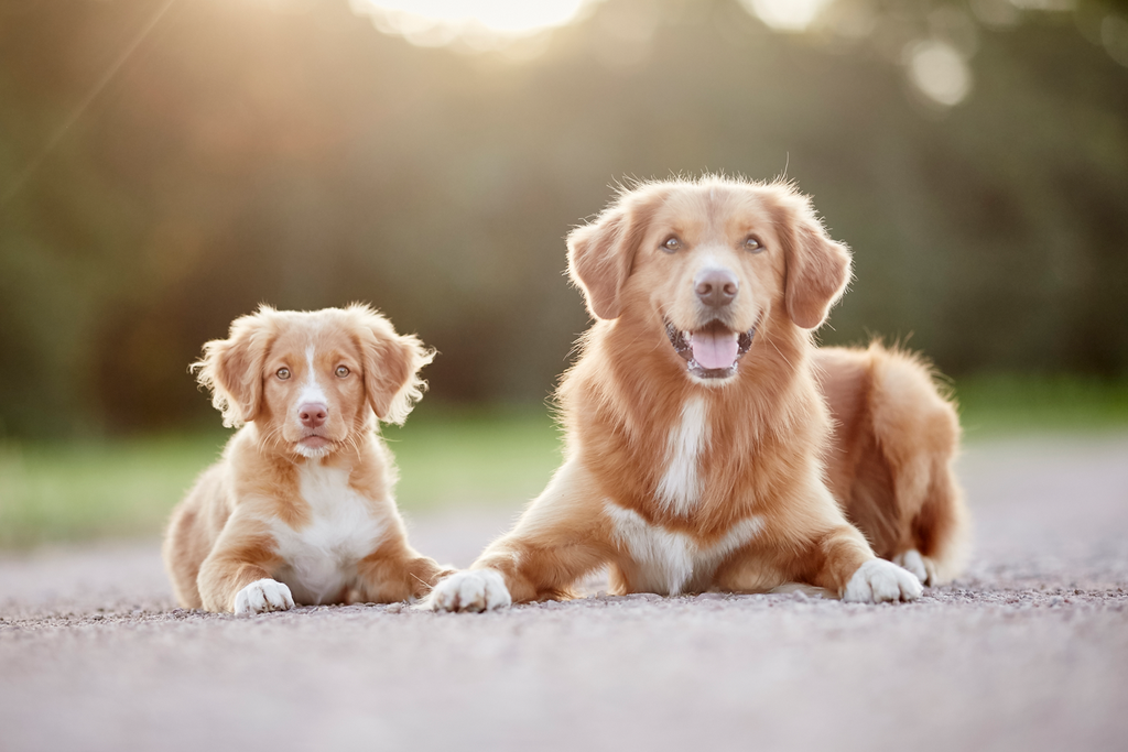 Tierfotograf Hundefotograf Pferdefotograf Lörrach Basel Rheinfelden Freiburg Bern Zürich Bad Säckingen