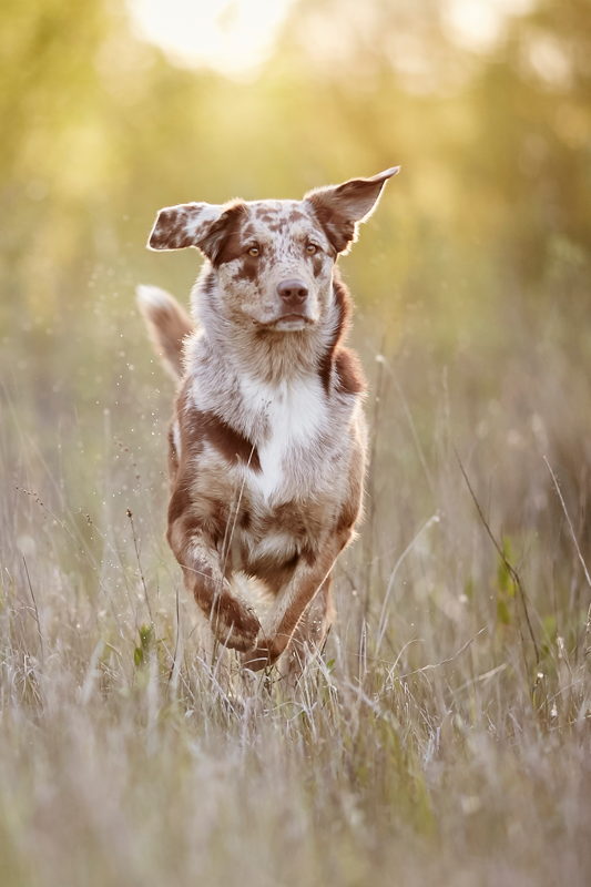 Tierfotograf Hundefotograf Pferdefotograf Fotostudio Lörrach Rheinfelden Freiburg Bad Säckingen Laufenburg Weil am Rhein Basel Bern Zürich