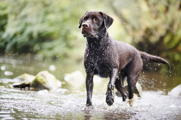 Tierfotograf Hundefotograf Pferdefotograf Lörrach Basel Rheinfelden Freiburg Bern Zürich Bad Säckingen Sheltie Malia