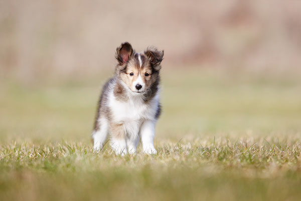 Tierfotograf Hundefotograf Pferdefotograf Lörrach Basel Rheinfelden Freiburg Bern Zürich Bad Säckingen Sheltie Malia
