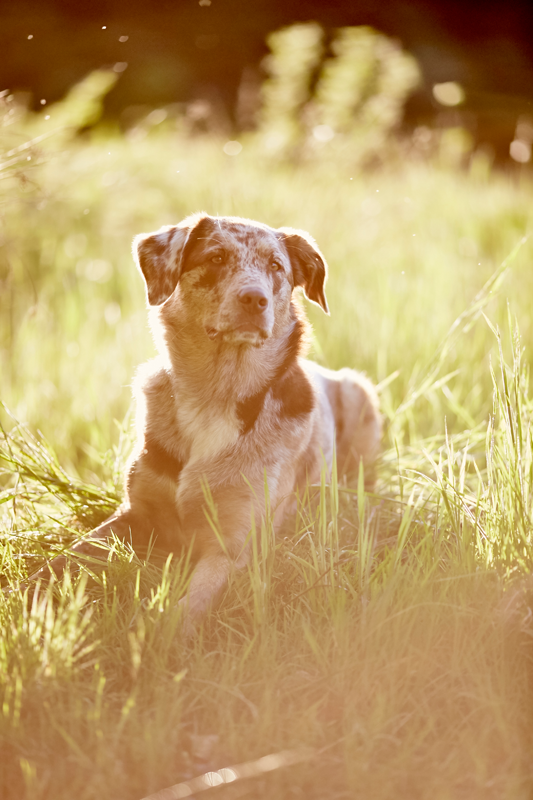 Tierfotograf Hundefotograf Pferdefotograf Fotostudio Lörrach Rheinfelden Freiburg Bad Säckingen Laufenburg Weil am Rhein Basel Bern Zürich