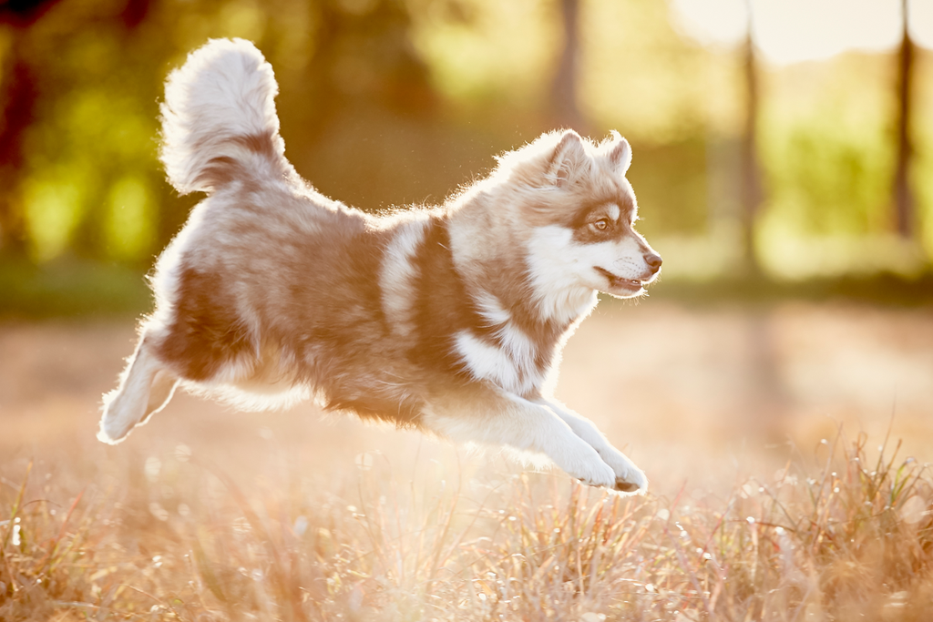 Tierfotograf Hundefotograf Pferdefotograf Lörrach Basel Rheinfelden Freiburg Bern Zürich Bad Säckingen